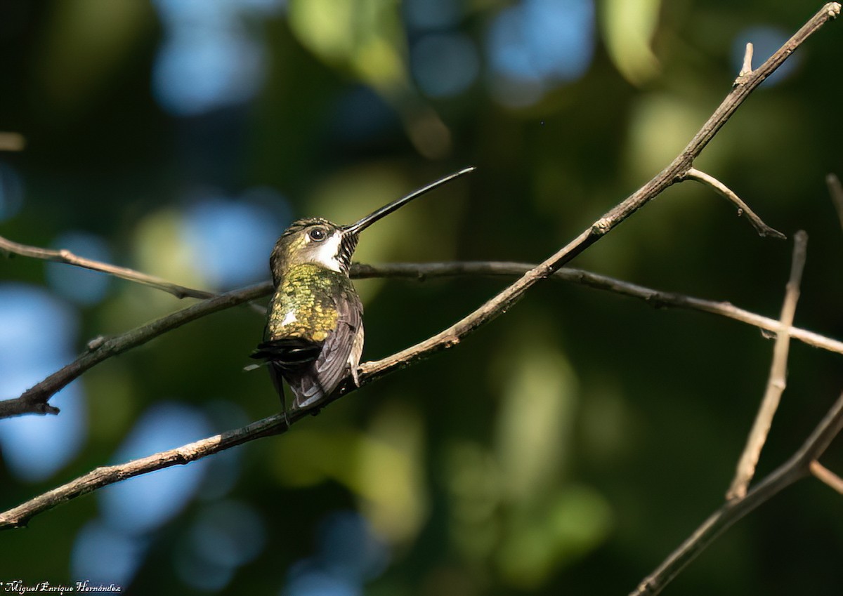Long-billed Starthroat - ML646554282