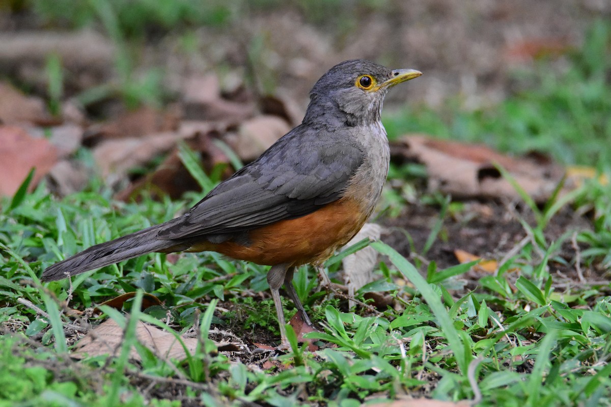 Rufous-bellied Thrush - ML646554284