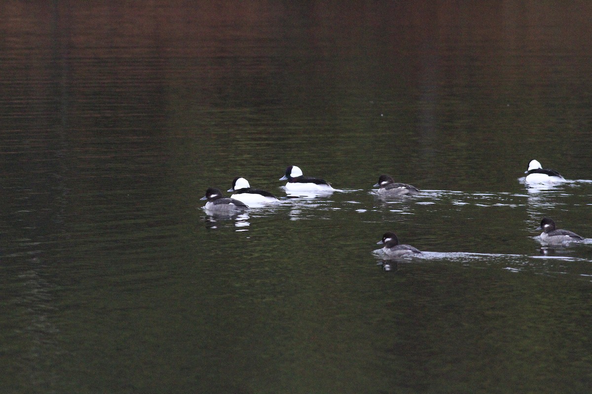 Bufflehead - ML646554285