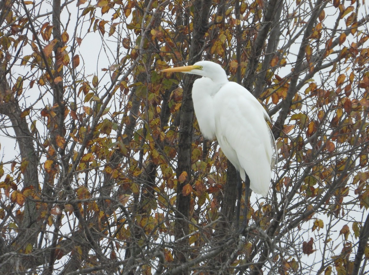 Great Egret - ML646554286