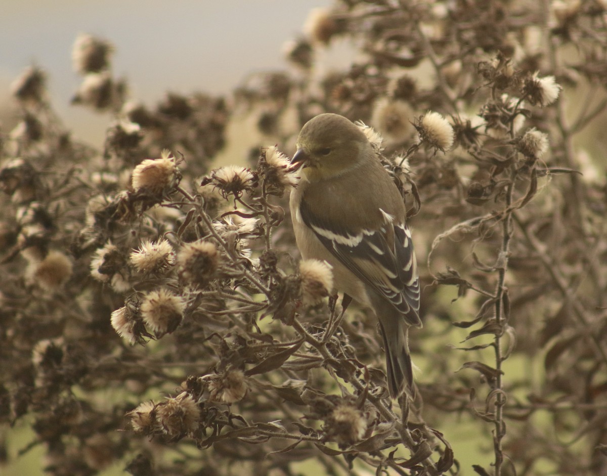 American Goldfinch - ML646554288