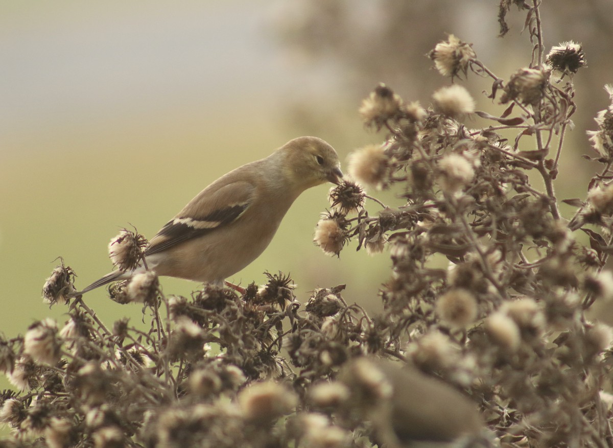 American Goldfinch - ML646554289