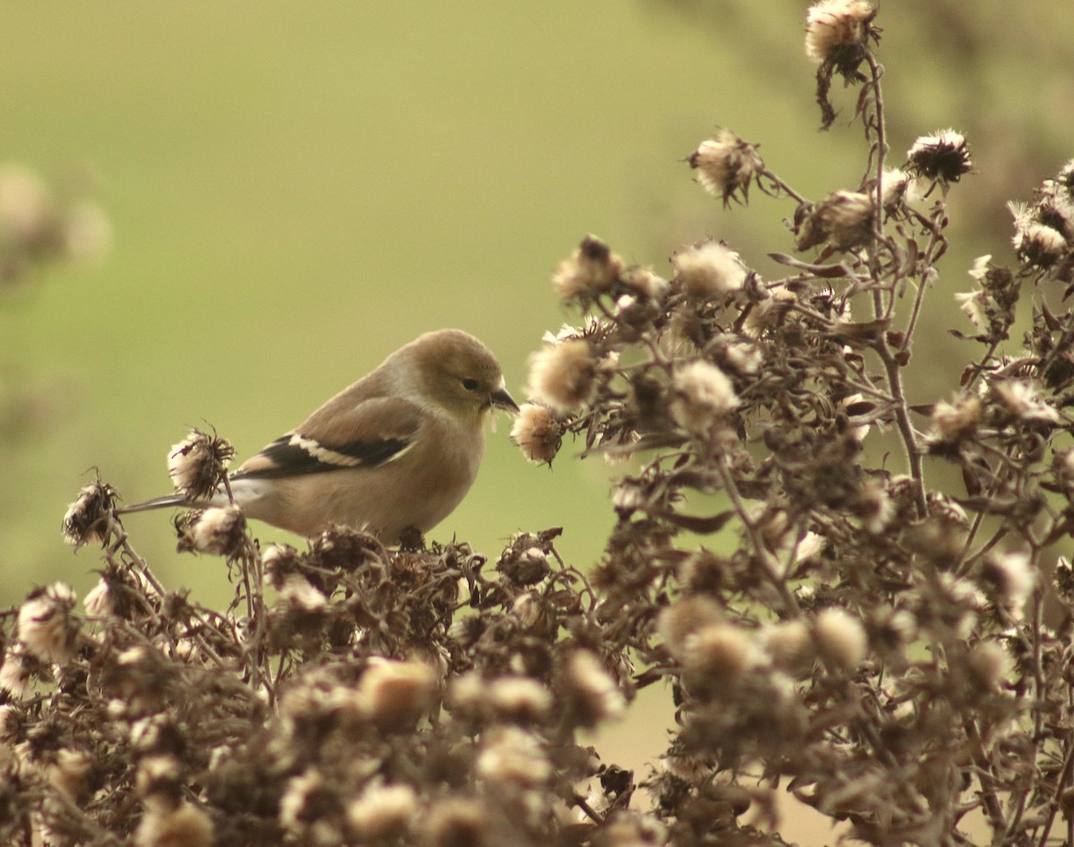 American Goldfinch - ML646554290