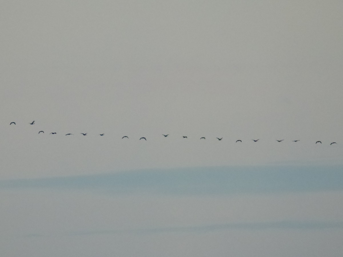 Canada Goose - ML646554291