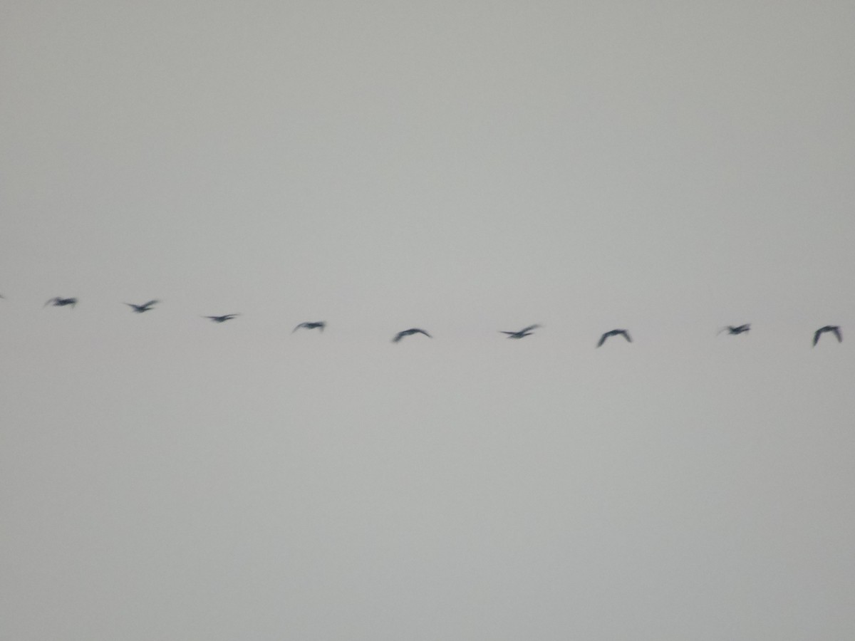 Canada Goose - ML646554292