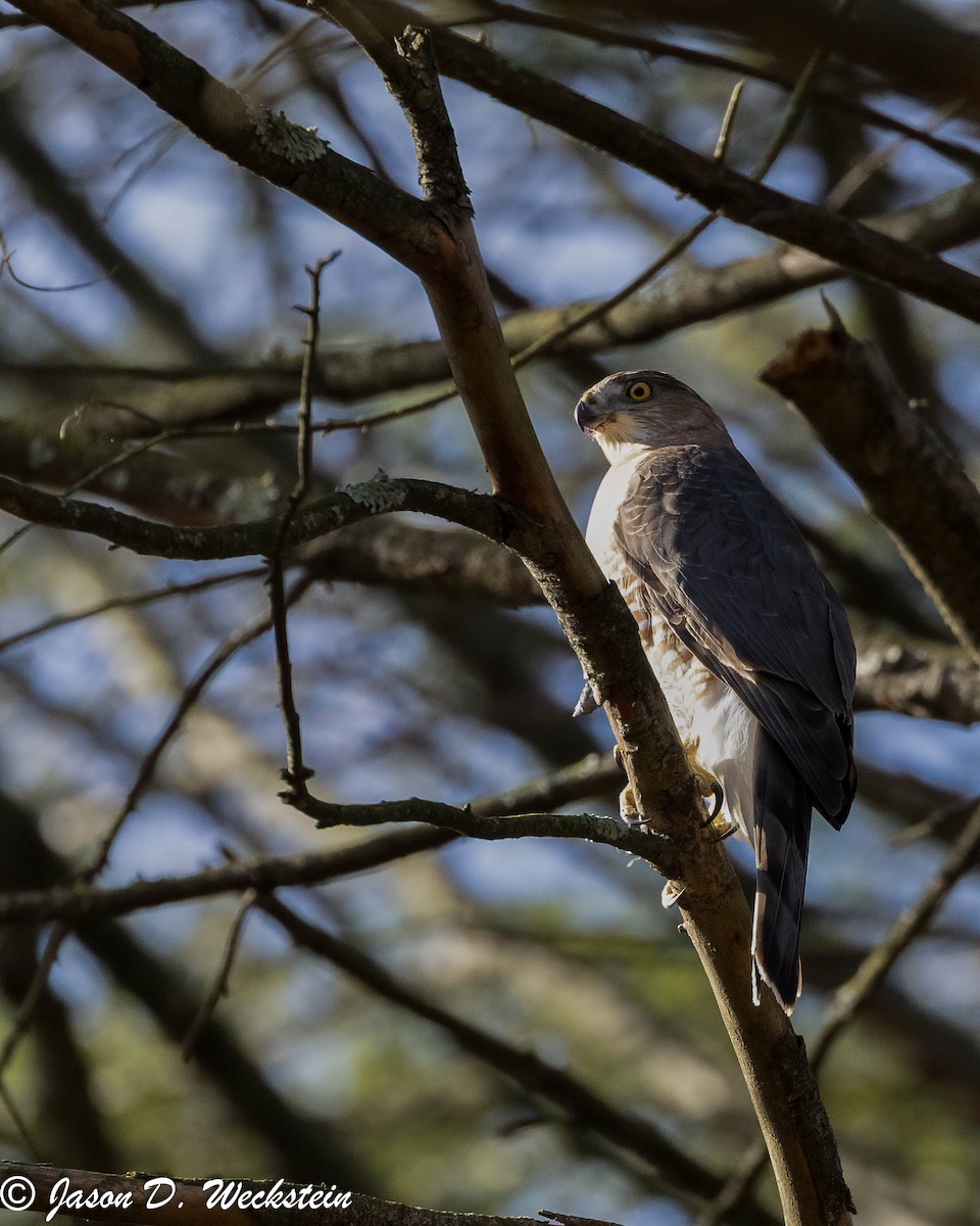 Cooper's Hawk - ML646554293