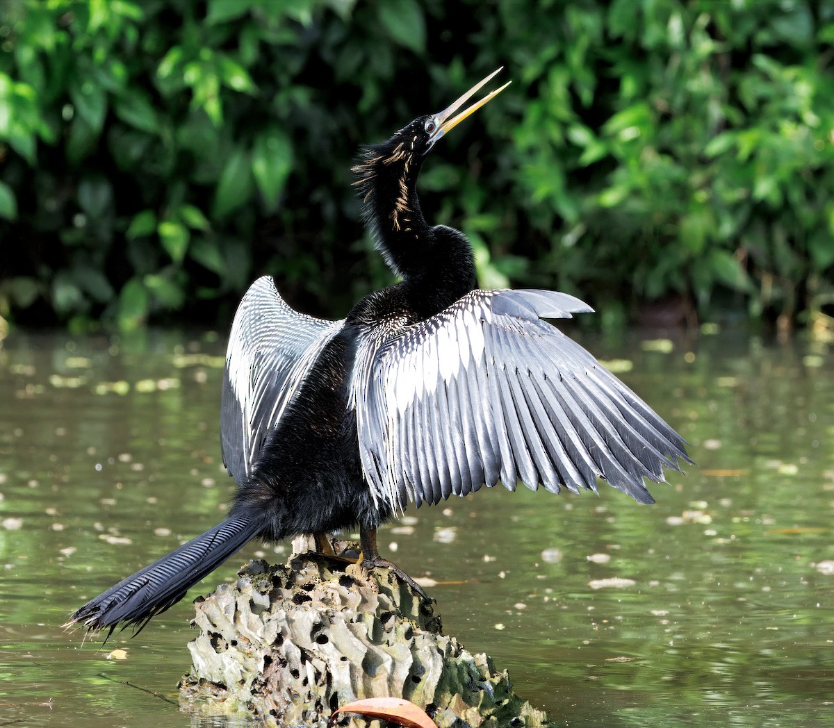 Anhinga - ML646554294