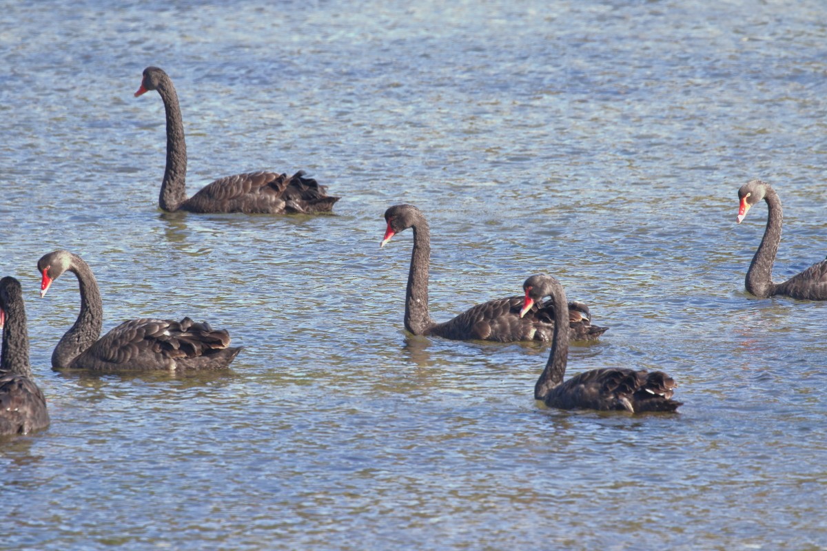 Black Swan - ML646554295