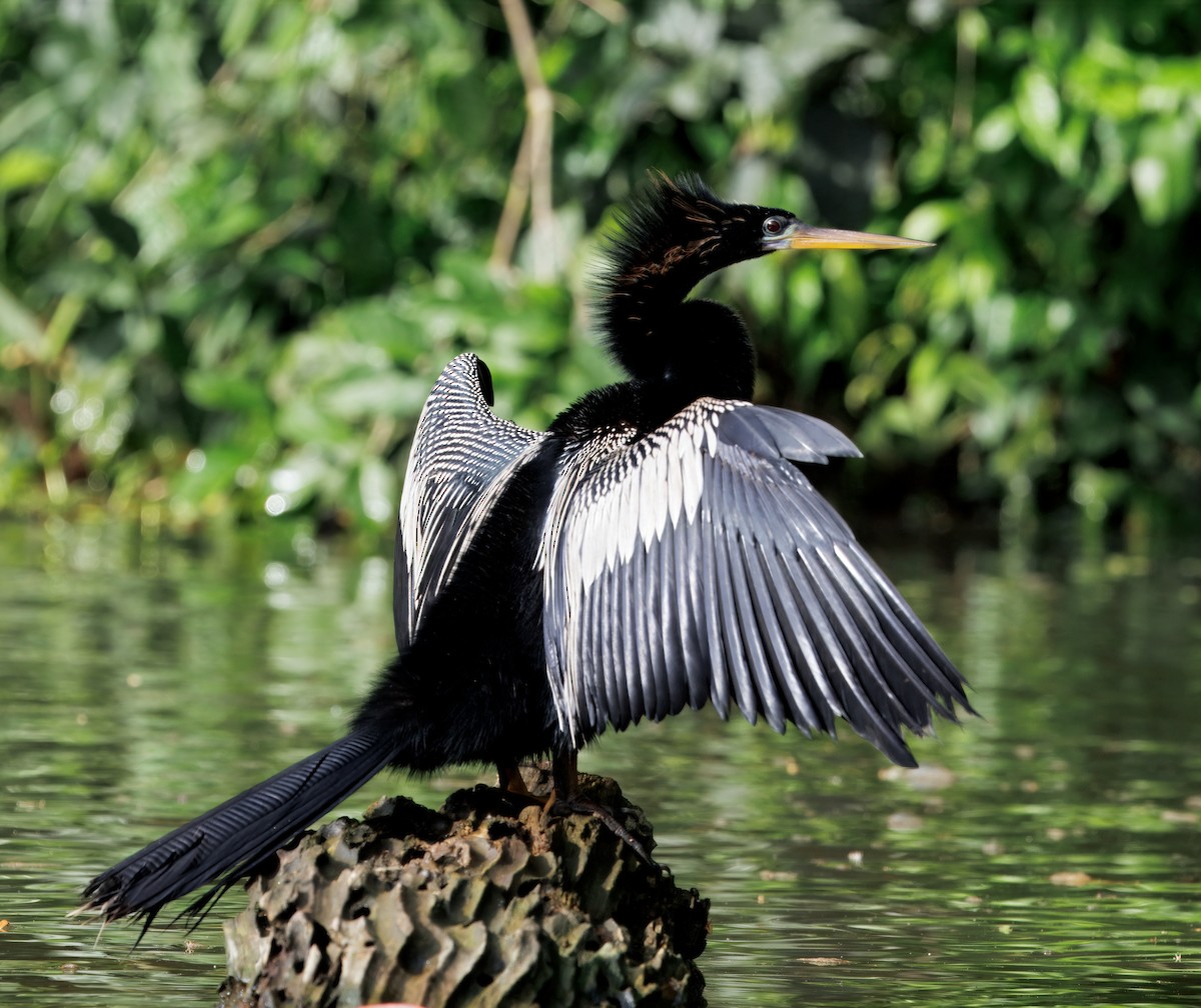 Anhinga - ML646554296