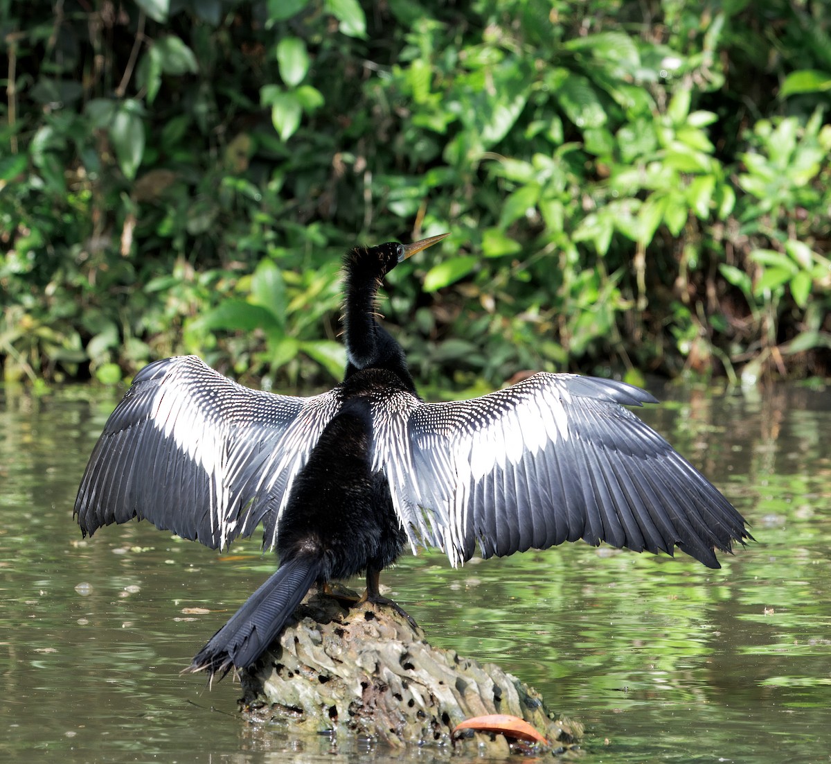 Anhinga - ML646554297