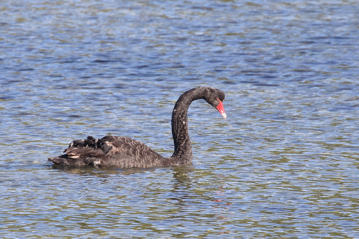 Black Swan - ML646554298