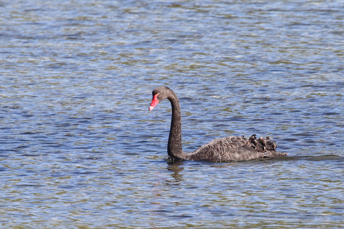 Black Swan - ML646554299