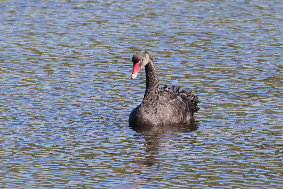 Black Swan - ML646554300