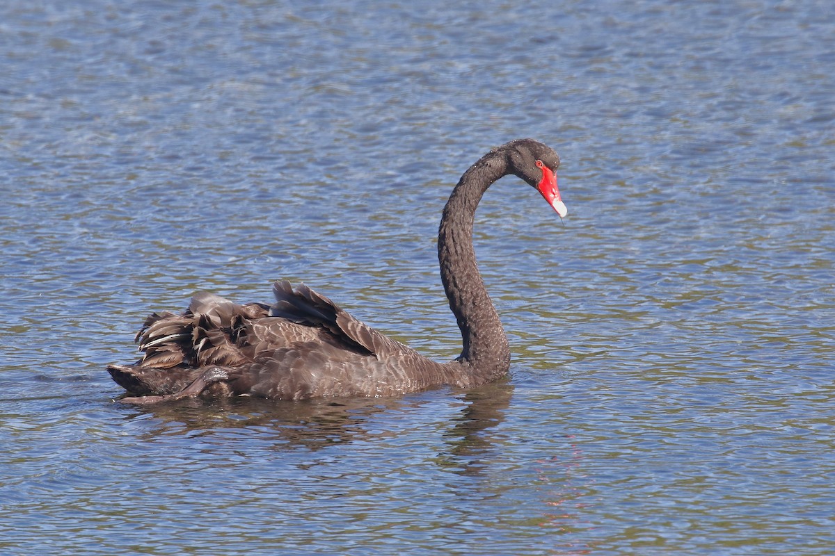 Black Swan - ML646554301