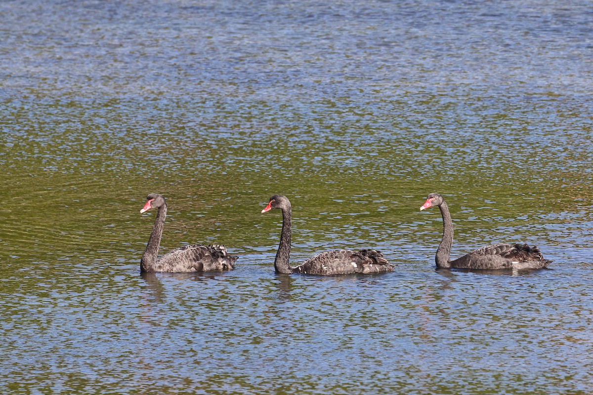 Black Swan - ML646554302