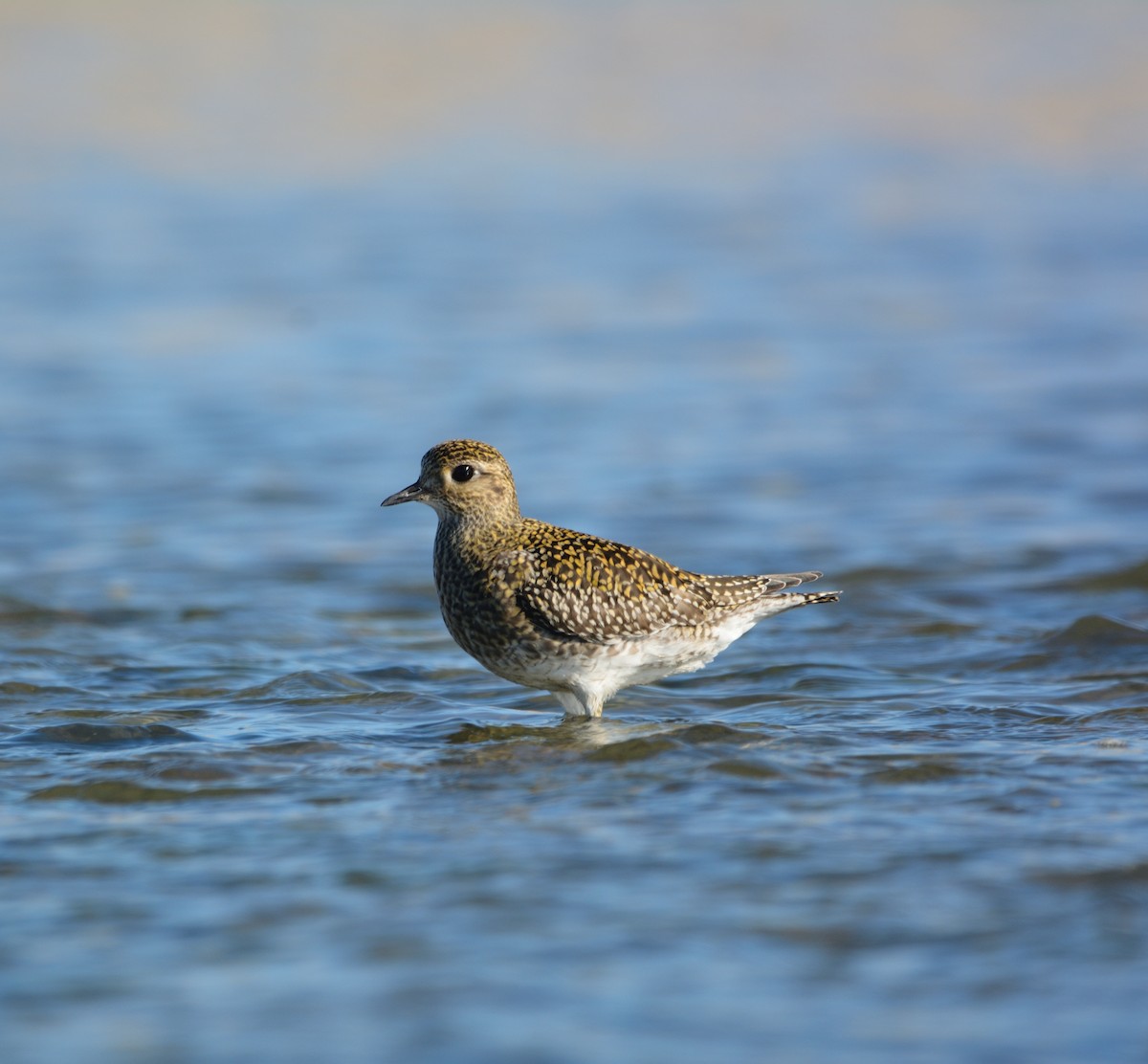 Сивка звичайна - ML646554303