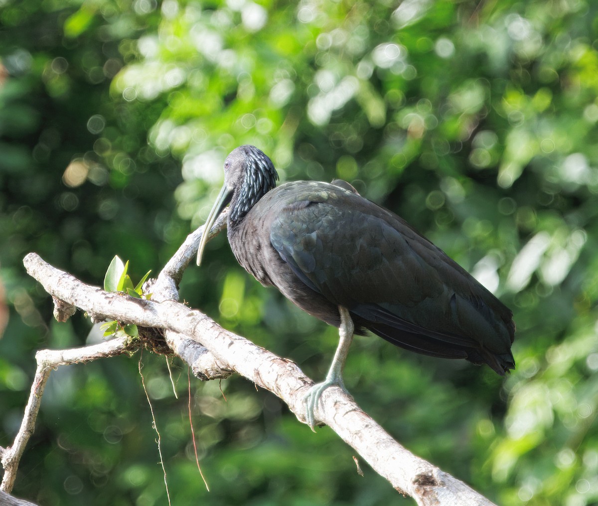 Green Ibis - ML646554304