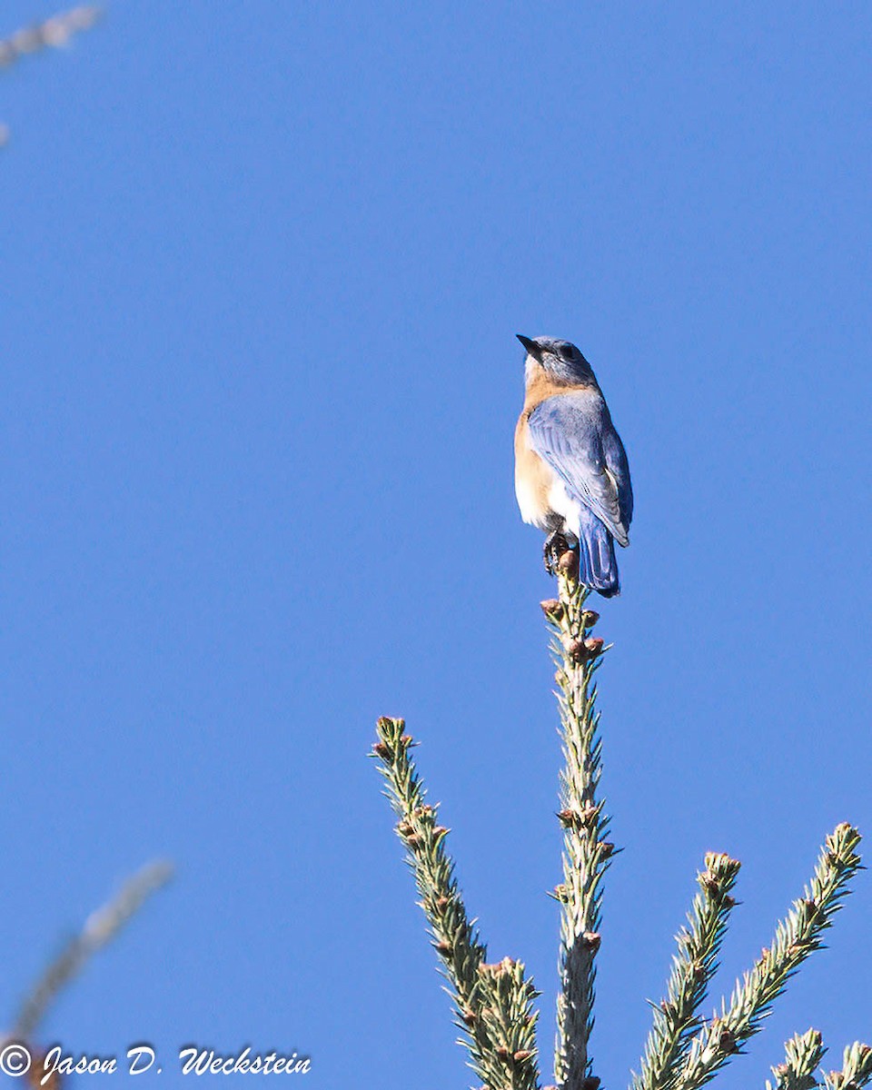 Eastern Bluebird - ML646554305