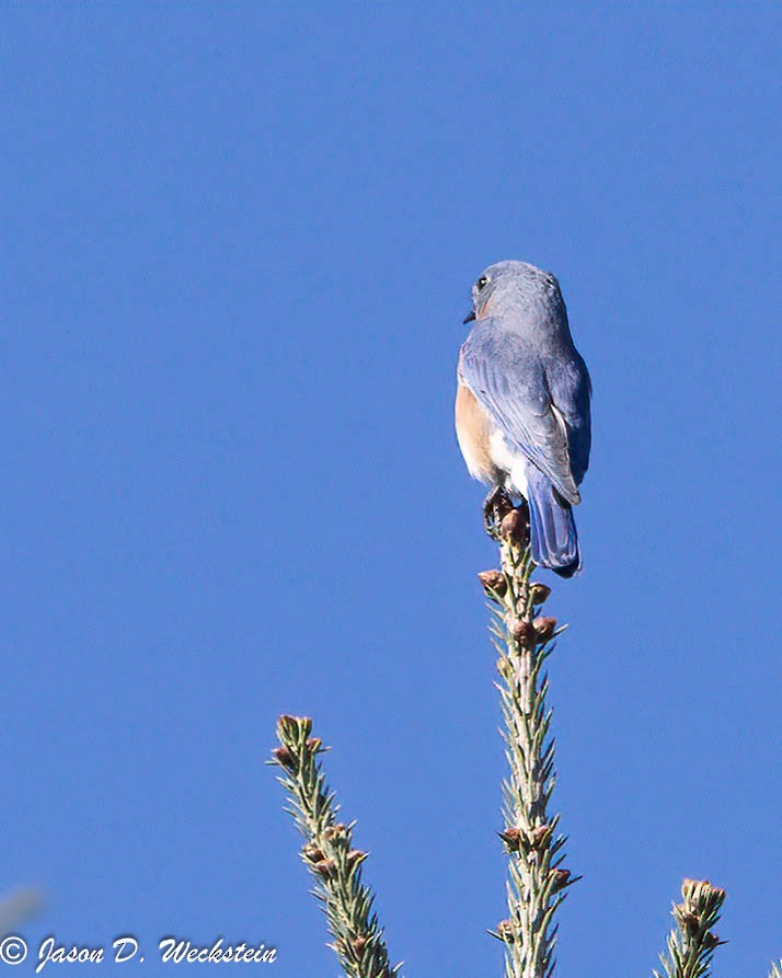 Eastern Bluebird - ML646554306