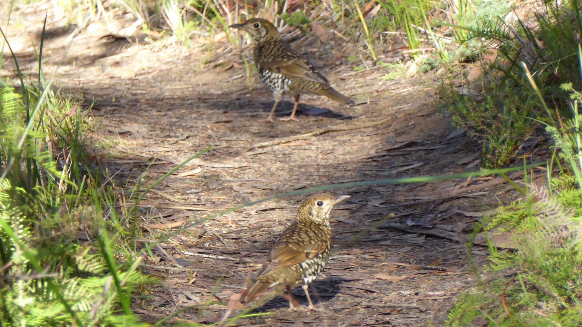 Bassian Thrush - ML646554307
