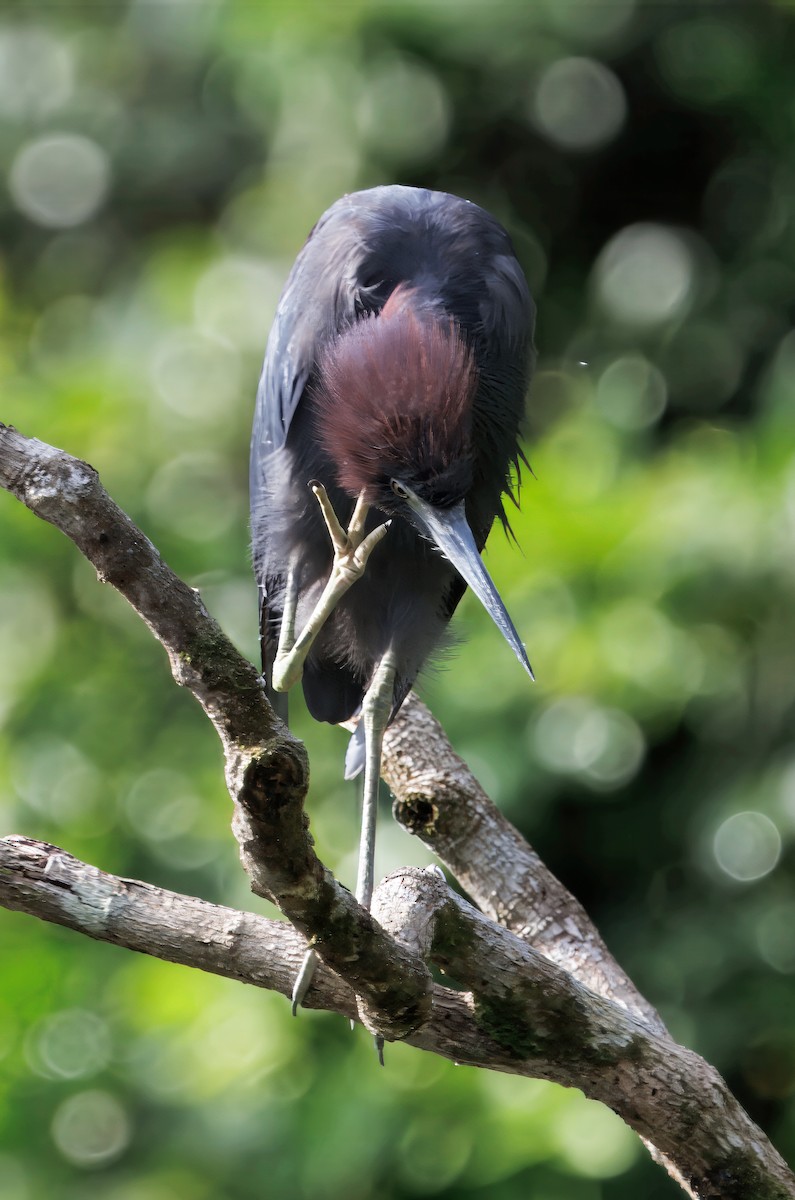 Little Blue Heron - ML646554308