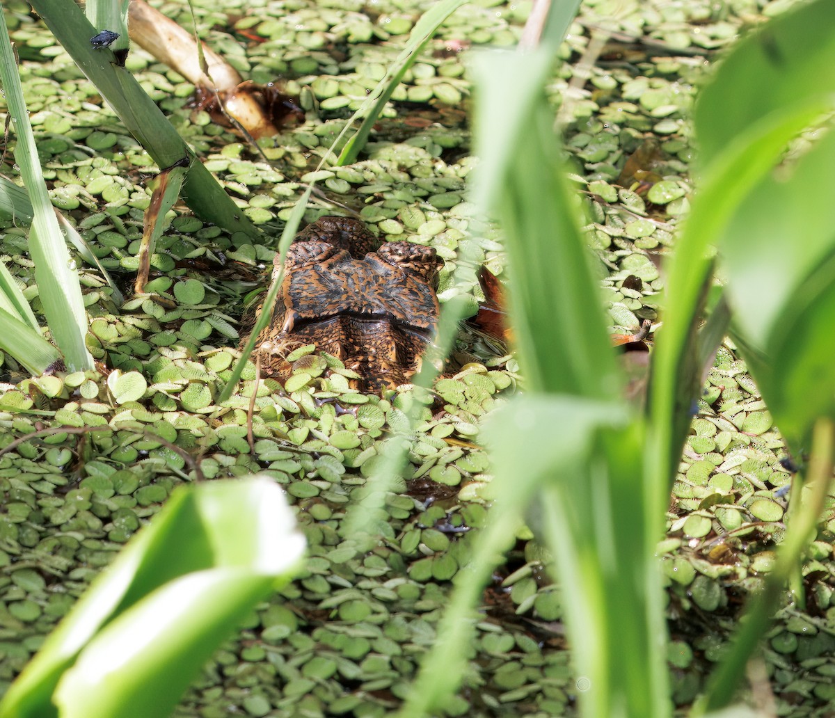 Spectacled Caiman - ML646554311