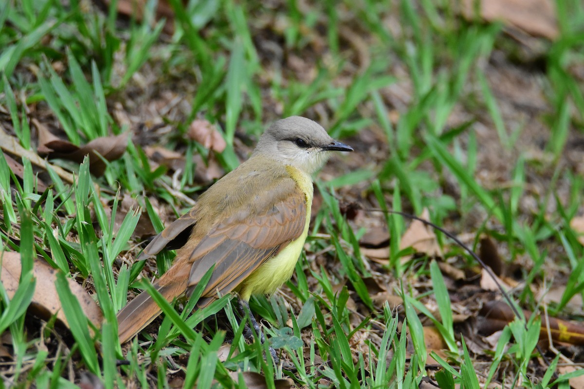 Cattle Tyrant - ML646554312