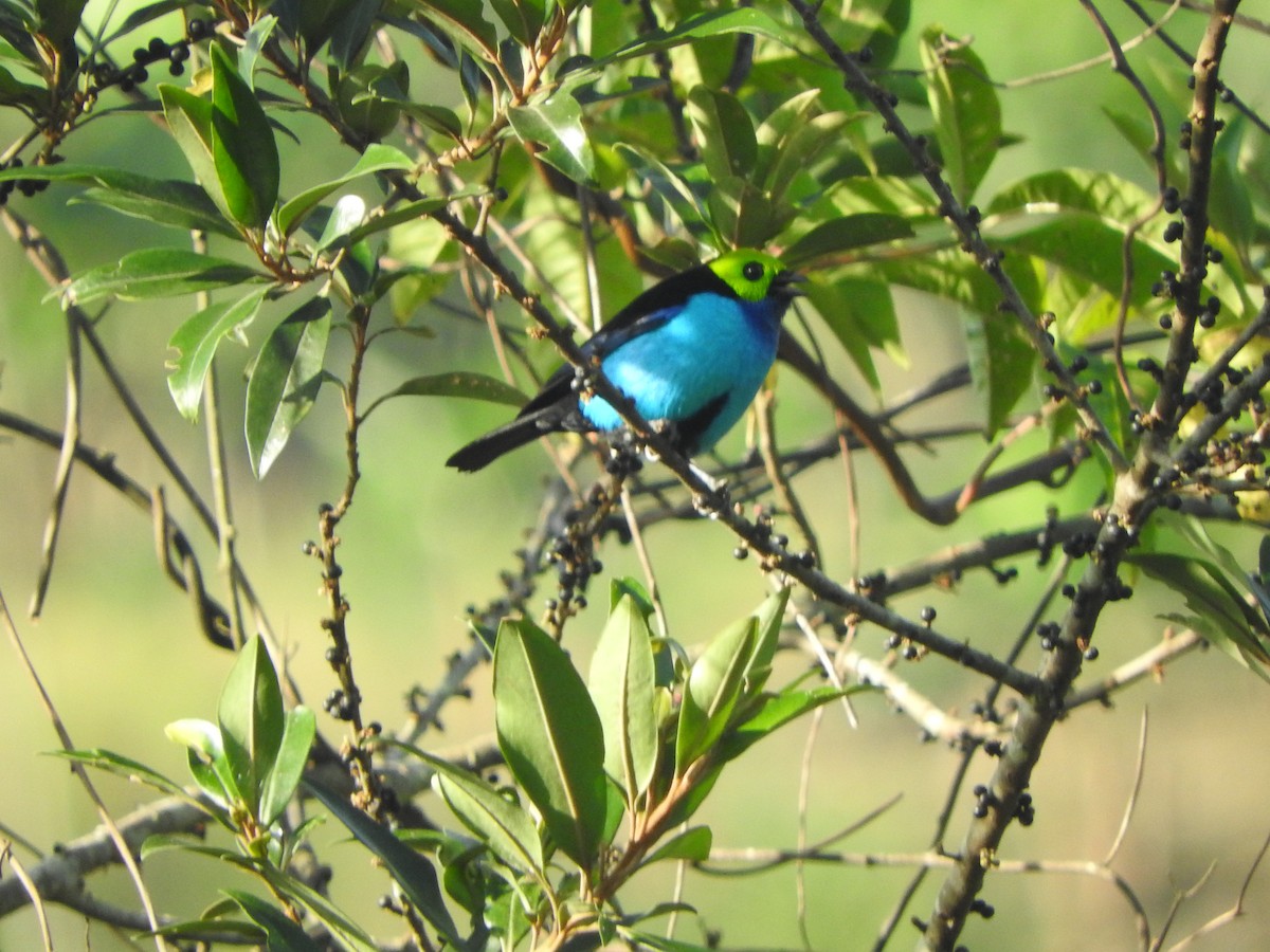 Paradise Tanager - ML646554313