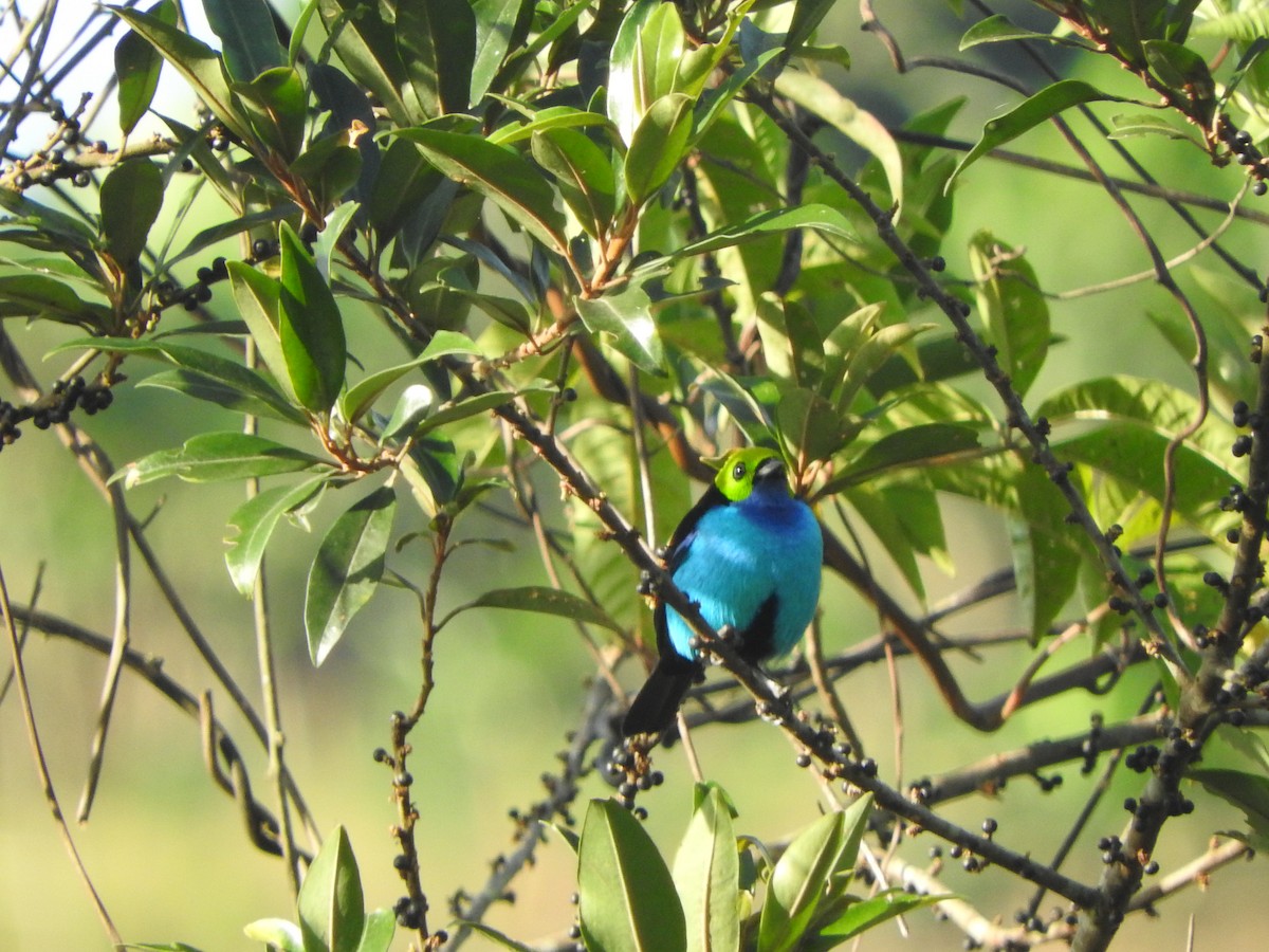 Paradise Tanager - ML646554314