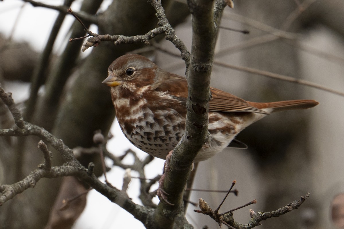 strnadec kaštanový (ssp. iliaca/zaboria) - ML646554315