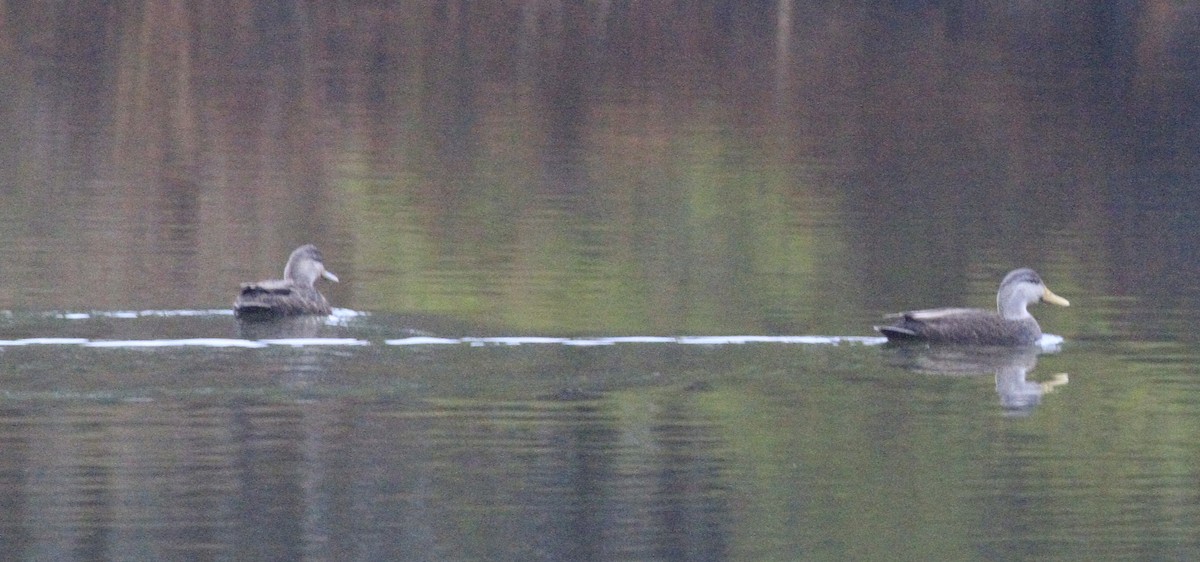 American Black Duck - ML646554317