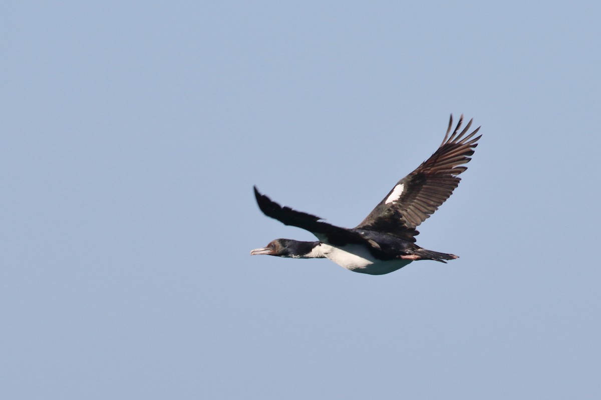 スチュワートウ - ML646554319