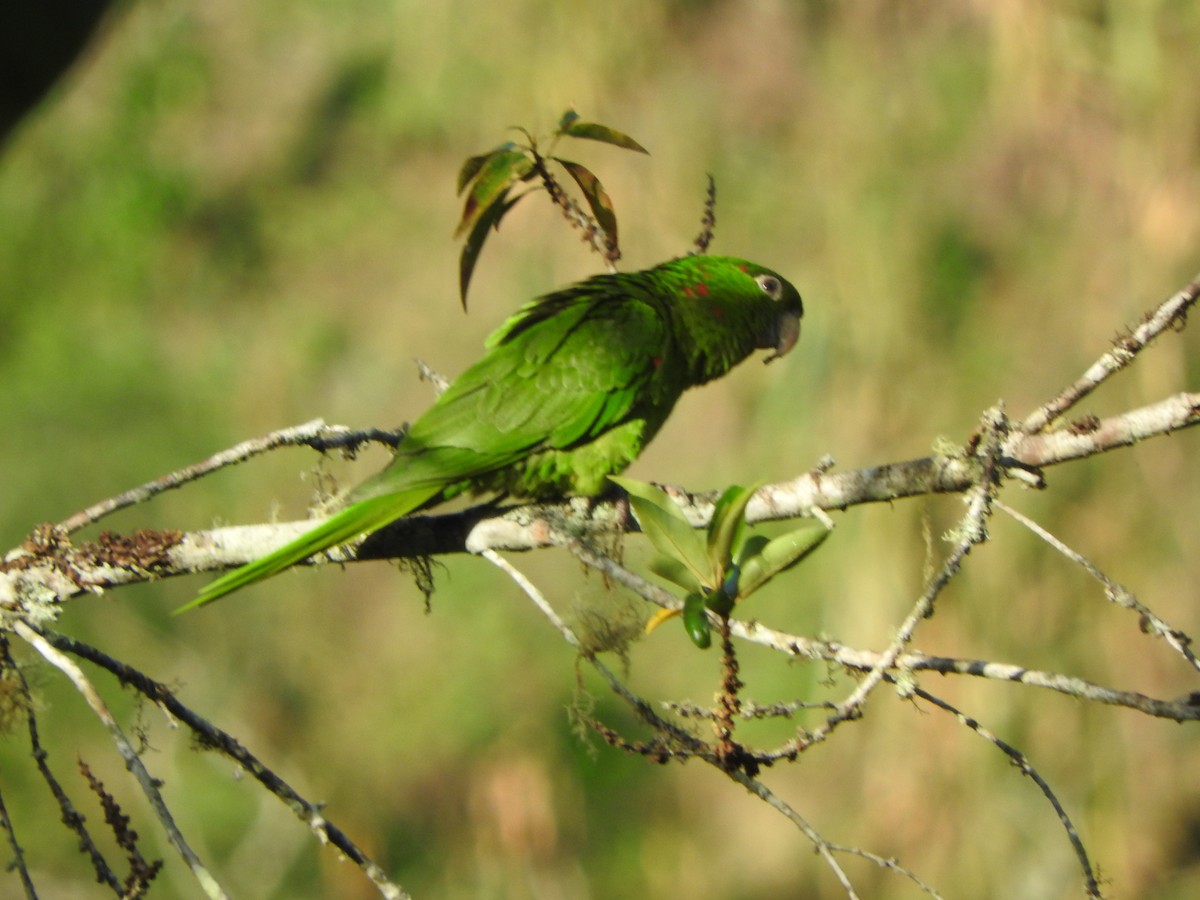 White-eyed Parakeet - ML646554320