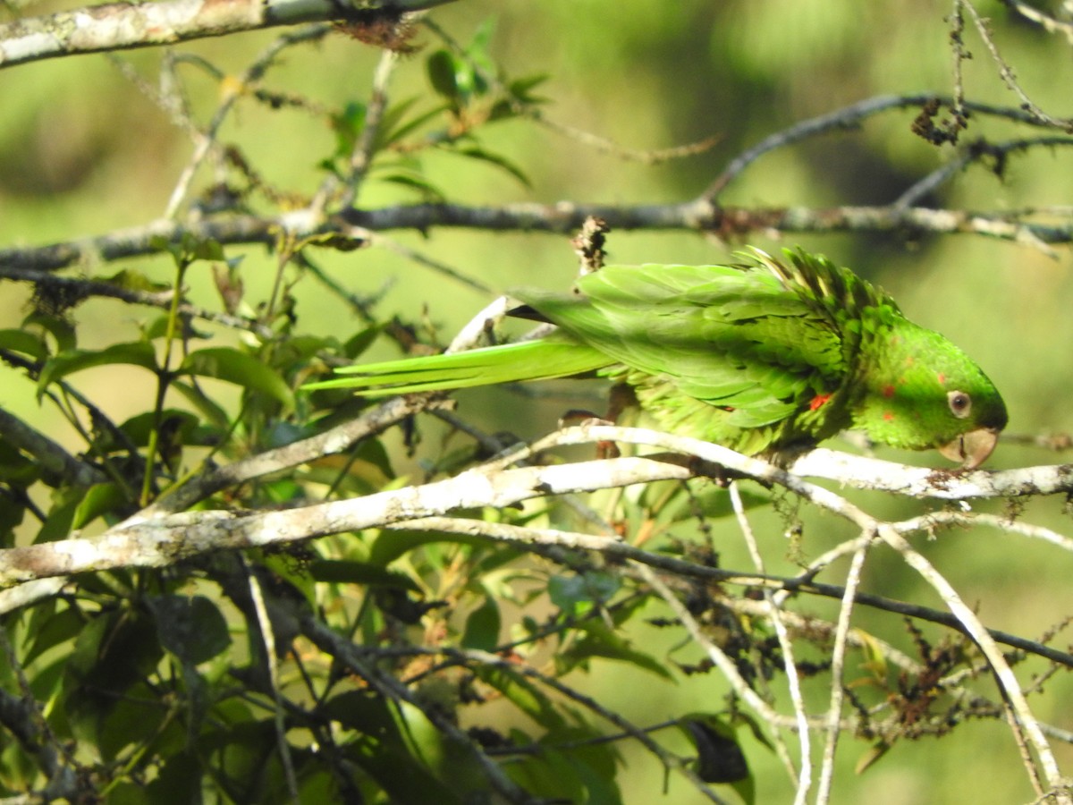 White-eyed Parakeet - ML646554321