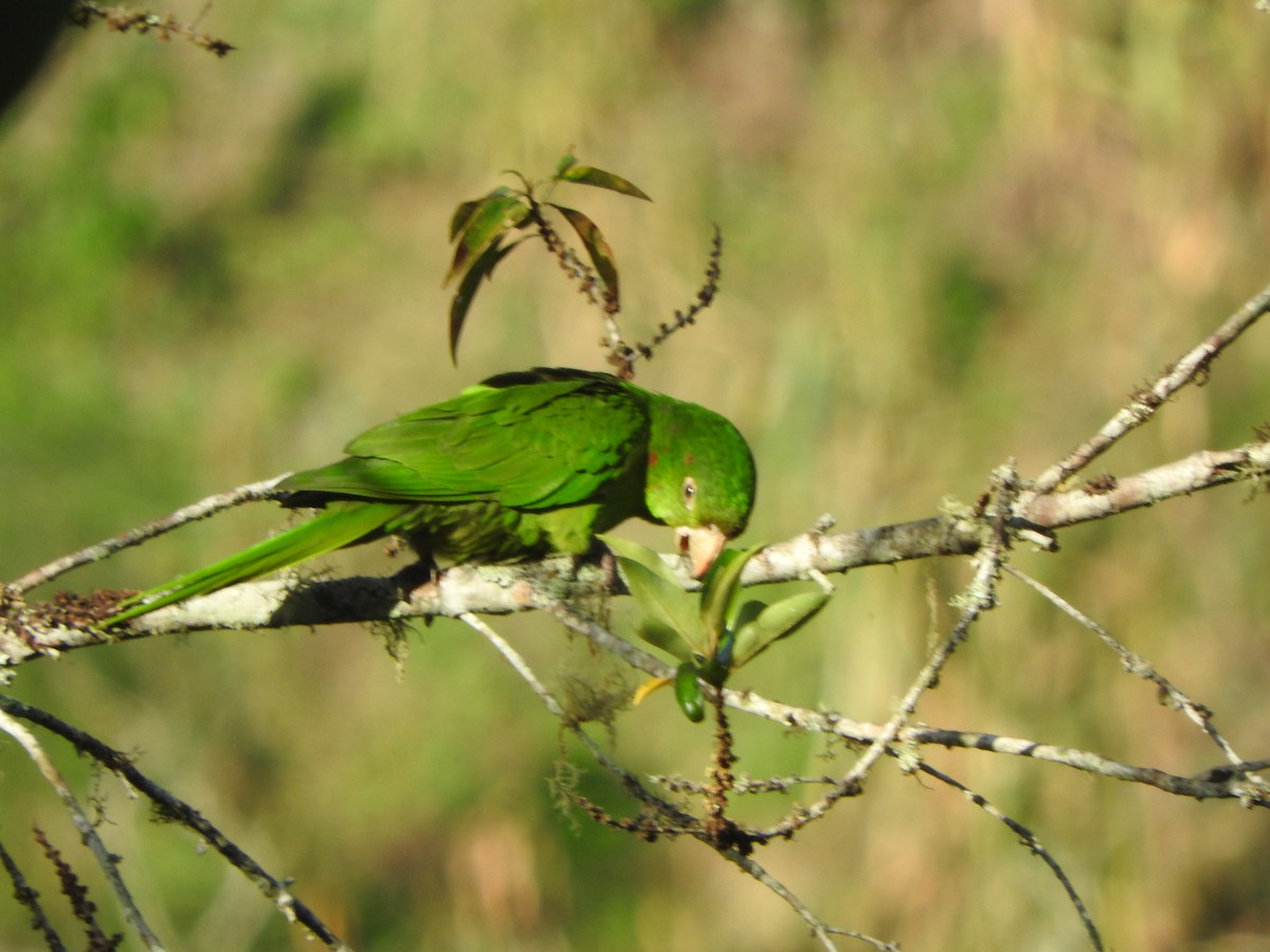 White-eyed Parakeet - ML646554322