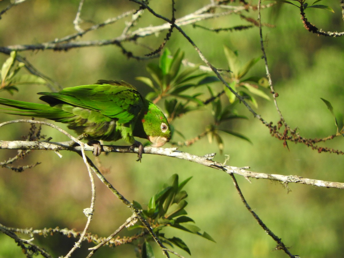 White-eyed Parakeet - ML646554323
