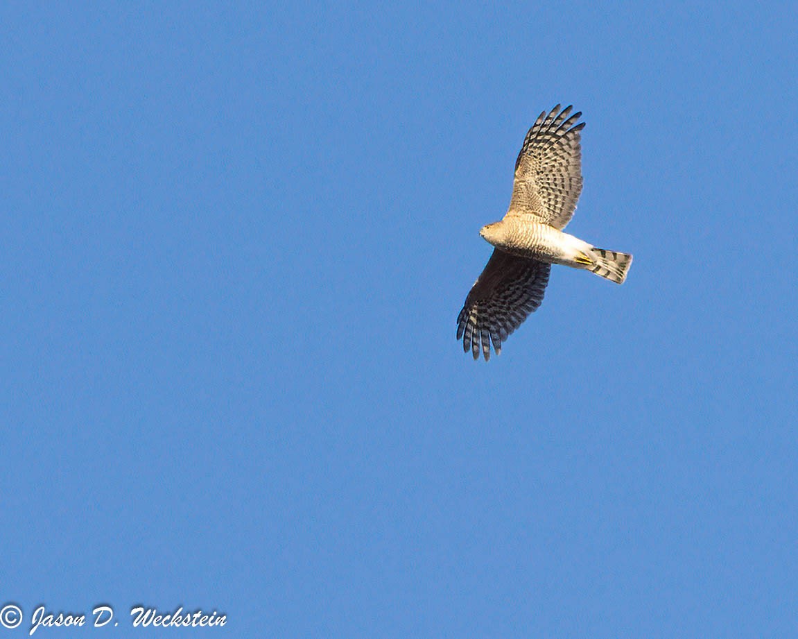 Sharp-shinned Hawk - ML646554324