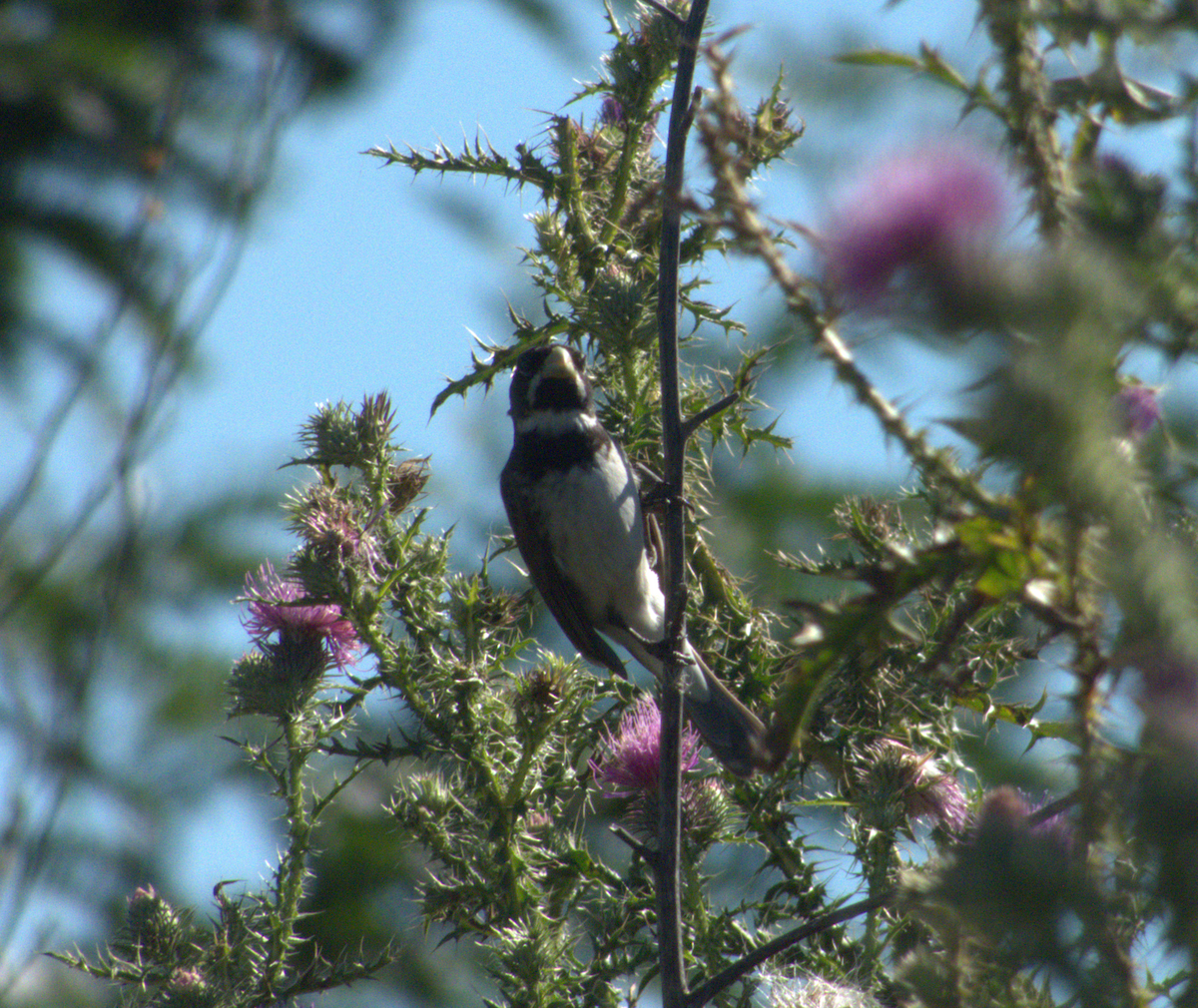 Double-collared Seedeater - ML646554325