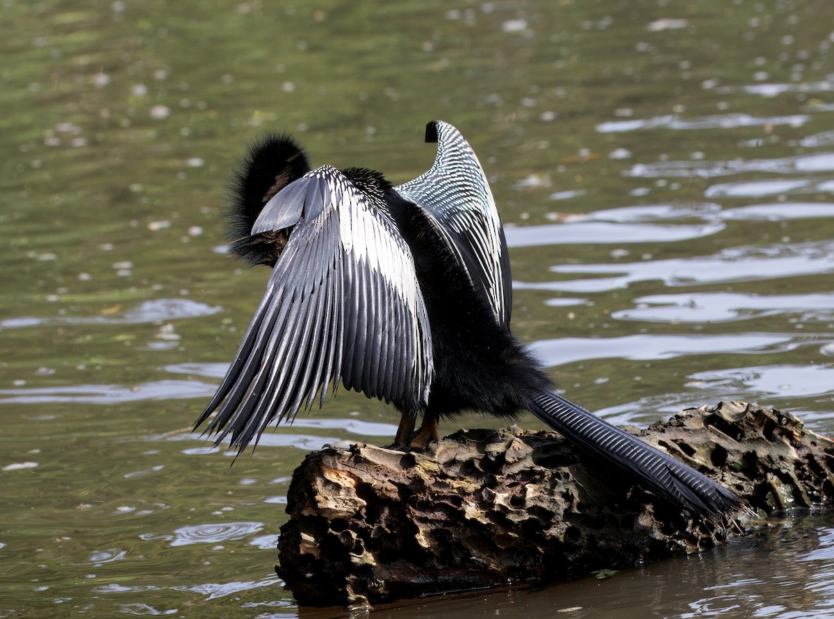 anhinga americká - ML646554326