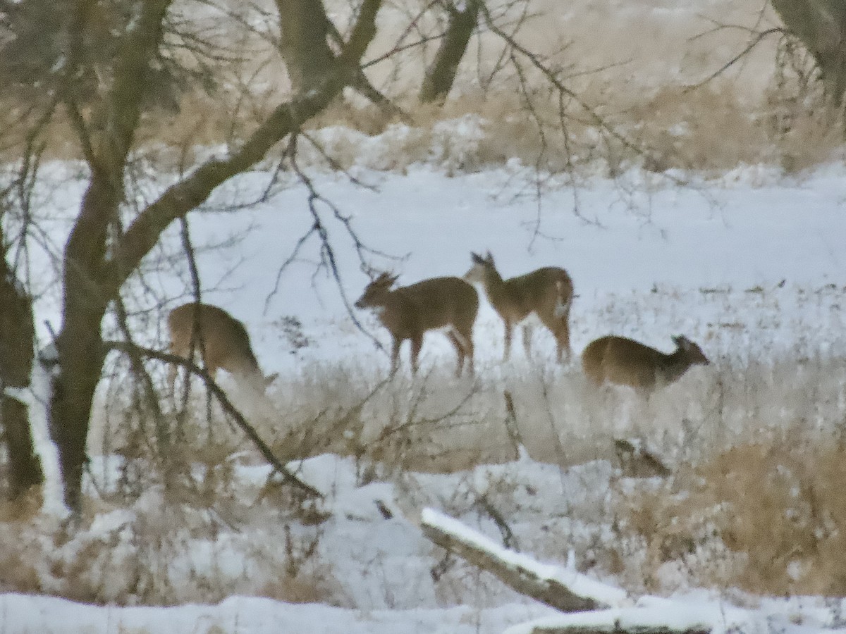 cerf de Virginie - ML646554328