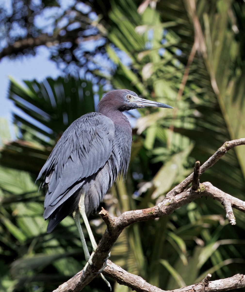 volavka modrošedá - ML646554330