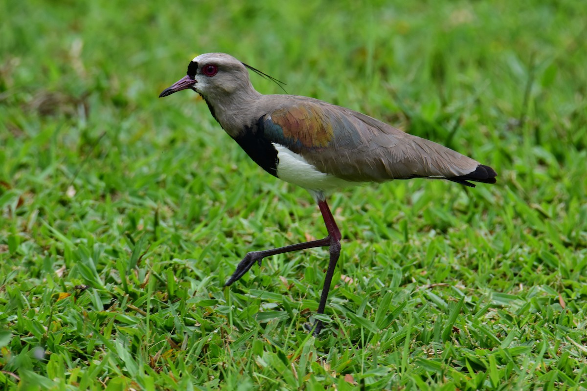 Southern Lapwing - ML646554338