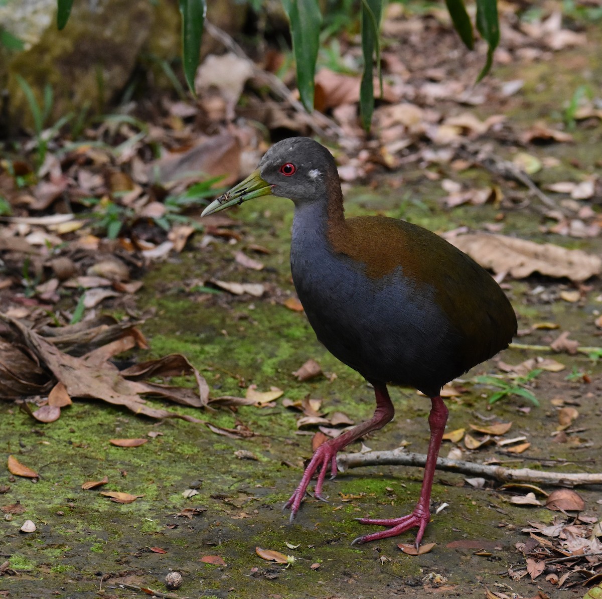 Slaty-breasted Wood-Rail - ML646554339