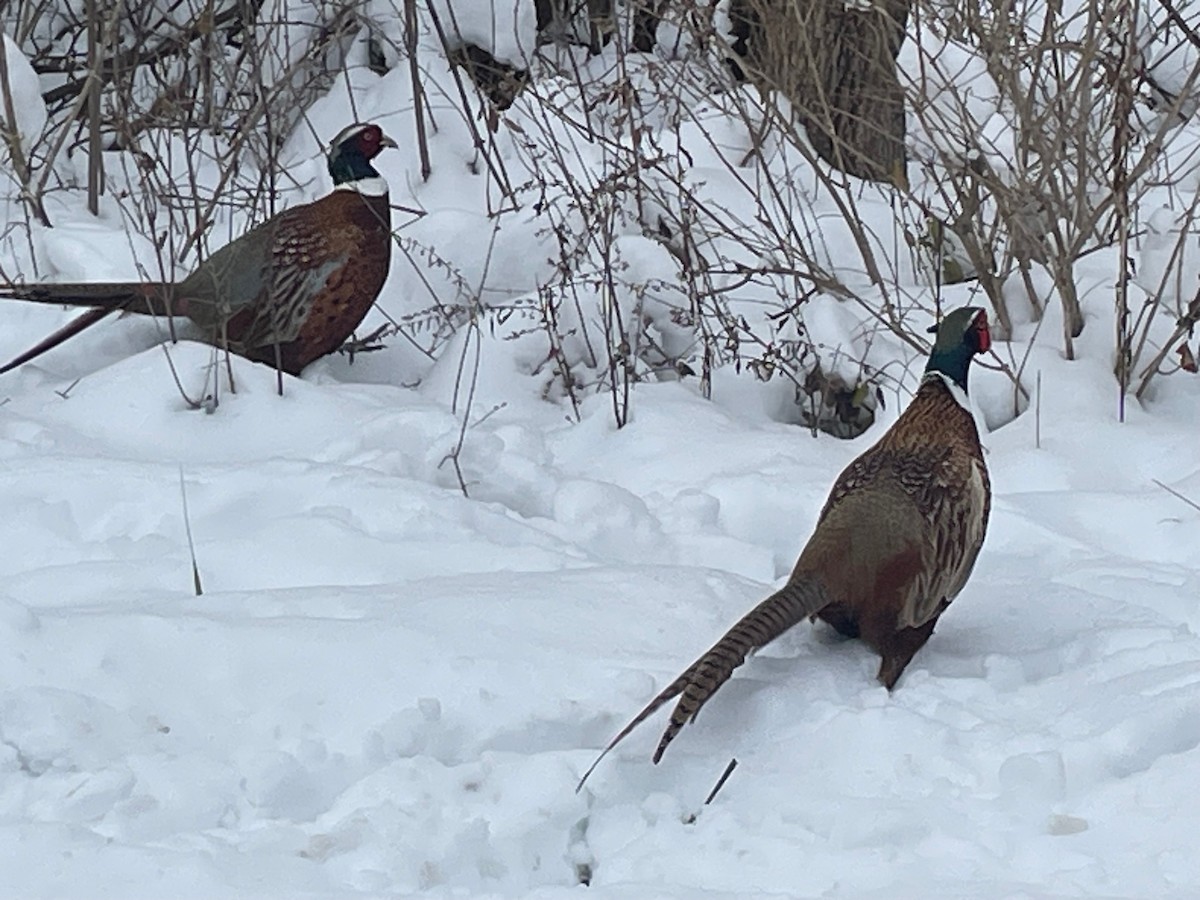 環頸雉 - ML646554340