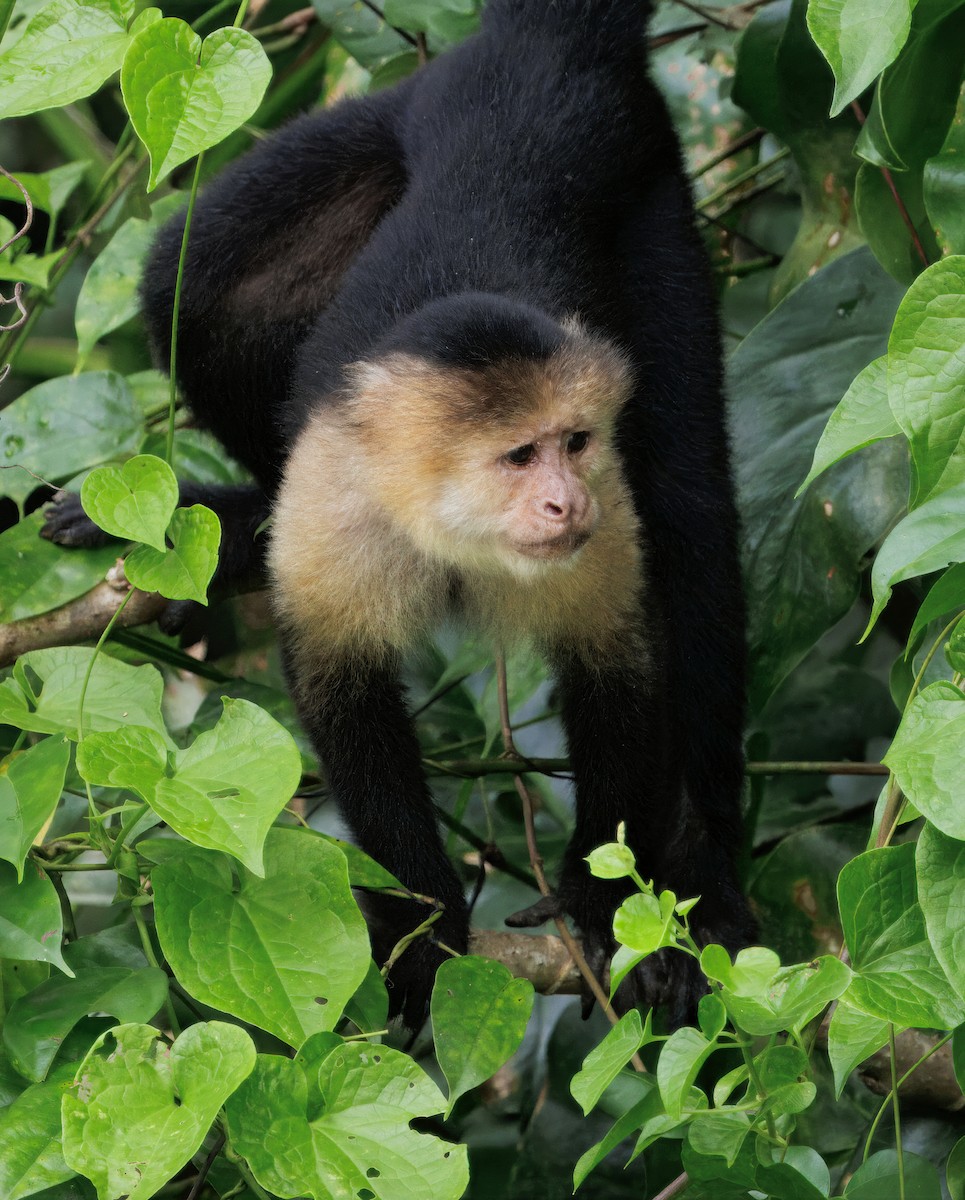 Central American White-faced Capuchin - ML646554342