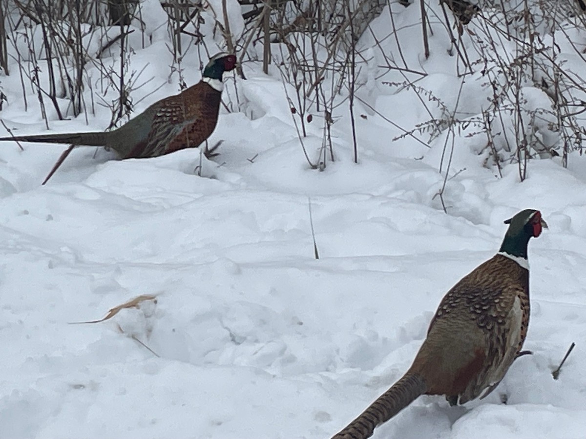 環頸雉 - ML646554345