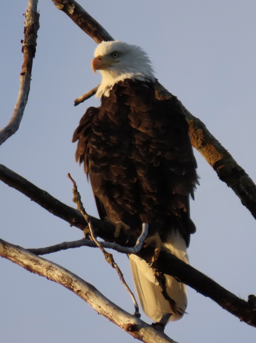 Bald Eagle - ML646554353