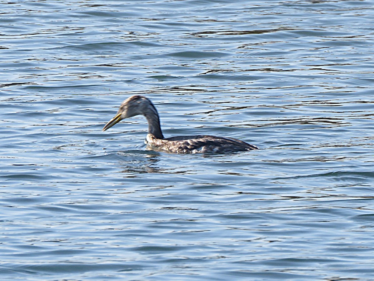 Red-necked Grebe - ML646554354