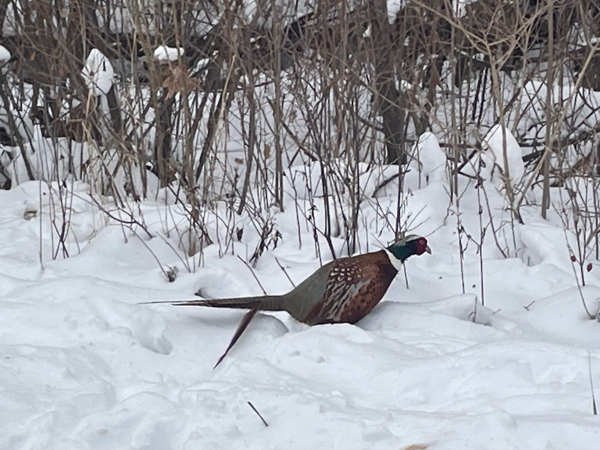 環頸雉 - ML646554355