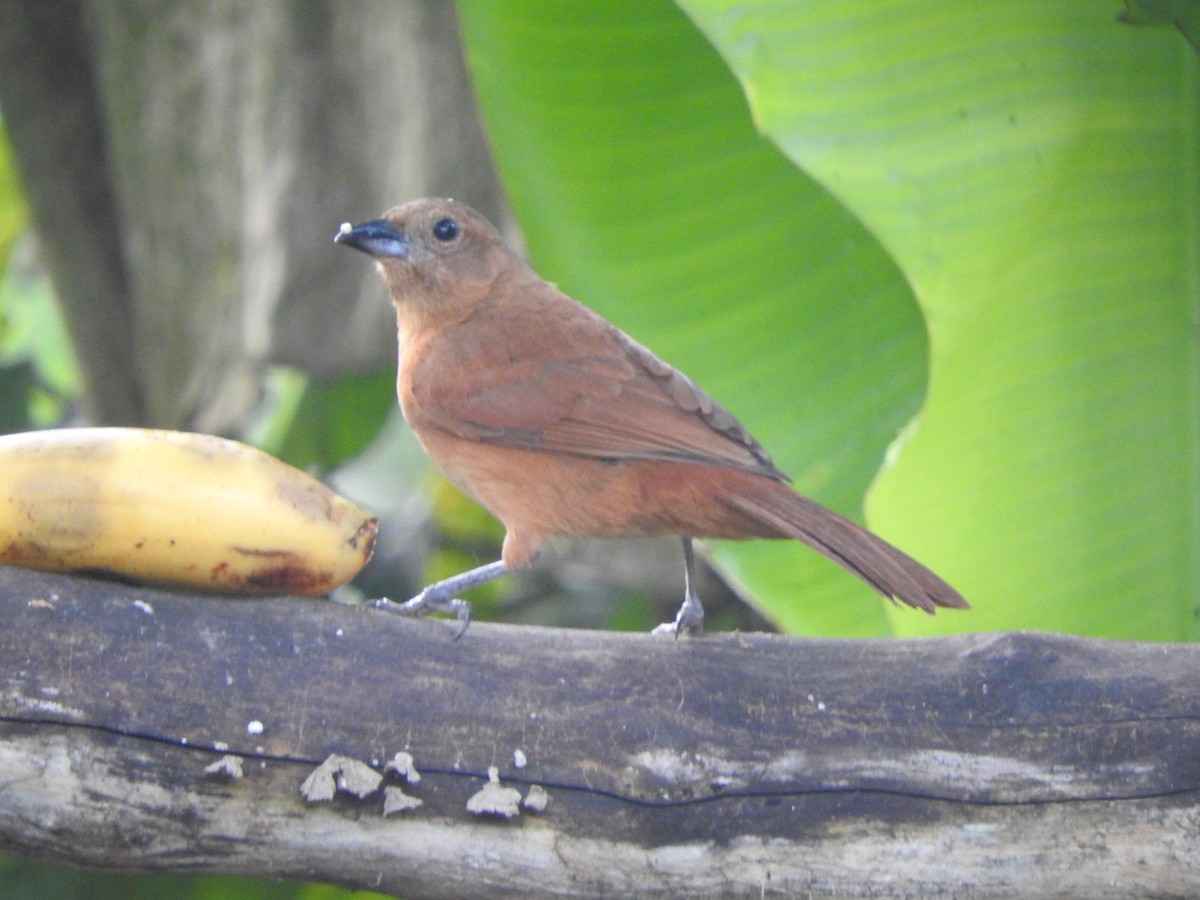 White-lined Tanager - ML646554358
